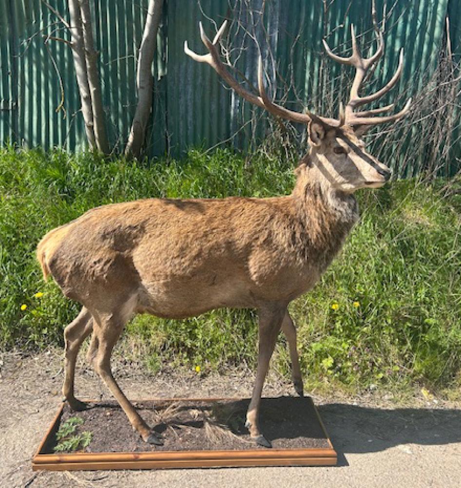 Victorian Stag Taxidermy Scottish Highlands Monarch Of The Glenn

